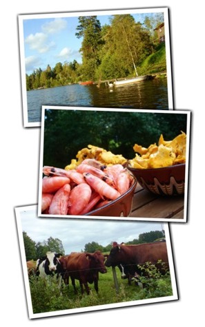 Fresh mushrooms collected in the woods surounding our lakeside summerhouse in Sweden.