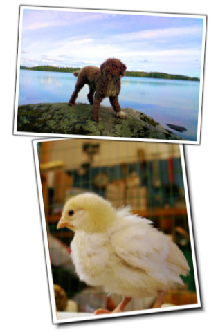 Oben: Urlaub in Schweden mit Hund am See - Unten: Wie auf dem Bauernhof, unsere Kücken im April 2010