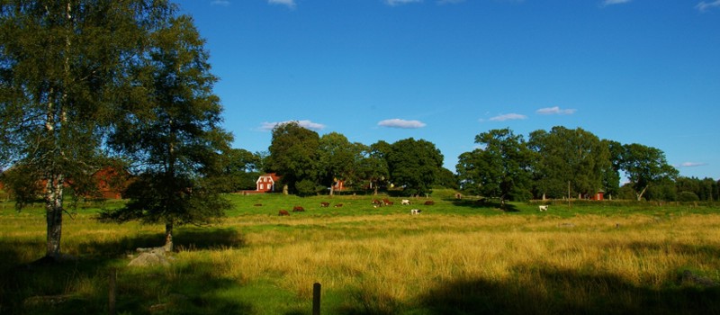 The beautiful landscape around our cottage in Sweden.